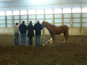 Teamwork, developing a plan for success with their horse partner, 2012, Horseplay