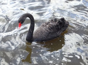 Black Swan  Photo: Tamsin Slater, Flickr