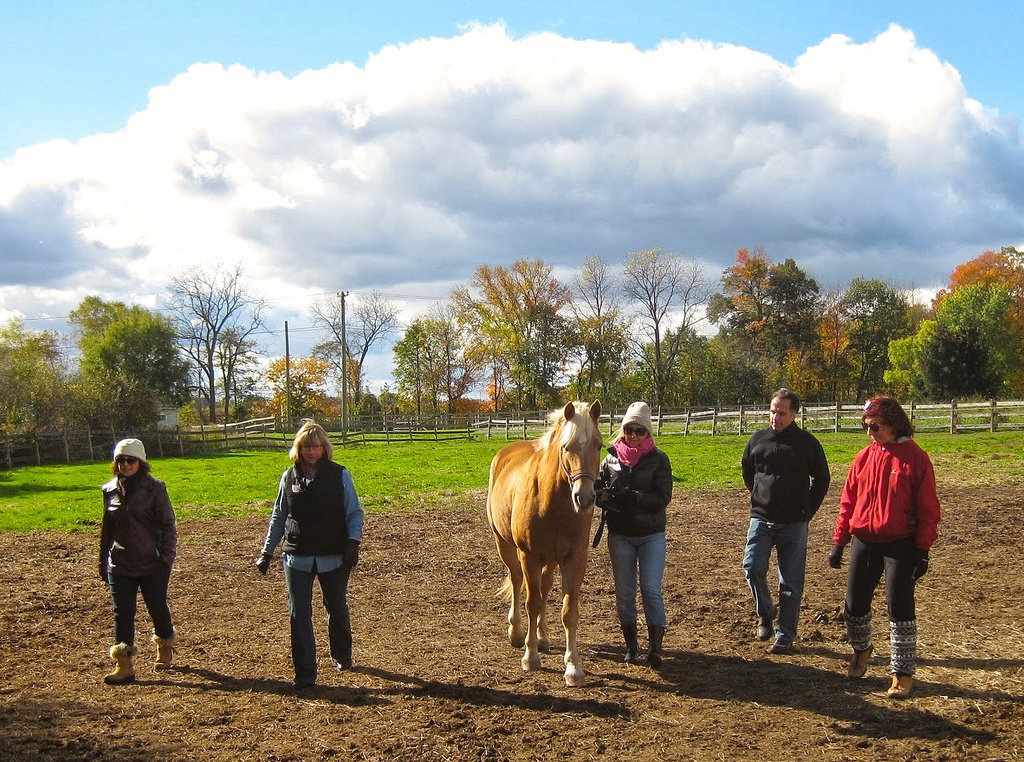 Deb, left, horse Dylan and a teamwork horse experience, with Jackie, a horse advocate for safety, on the right